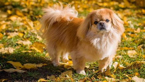 Pekingese Dog Breed Profile – Top Dog Tips