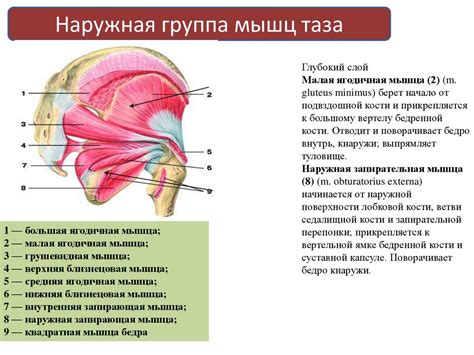 Строение мышцы как органа - презентация онлайн