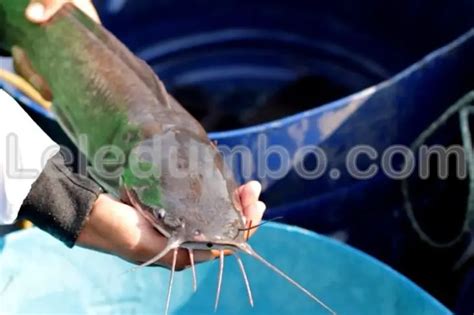 Cara Bikin Ikan Lele Makin Gemuk Dengan Pakan Lebih Efisien Leledumbo