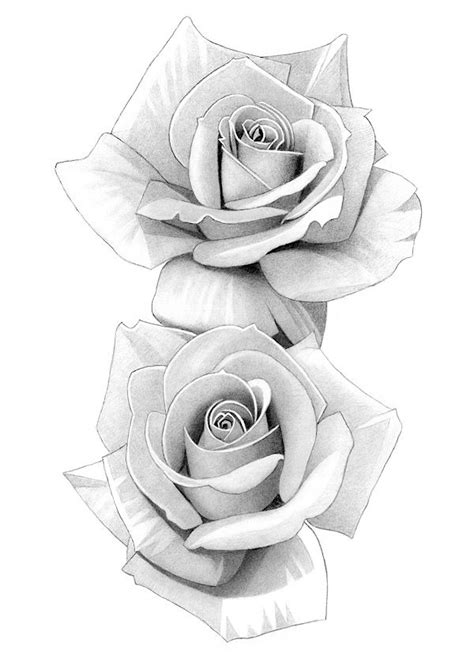 Rose Roses Flower Floral Botanical Tattoo Pencil Drawing Art Print