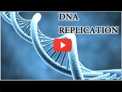 DNA Replication Animation Super EASY YouTube