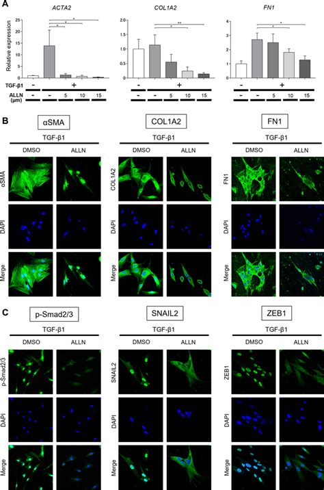 ALLN Attenuates The Fibrogenic Phenotype Of Cultured Human Lung