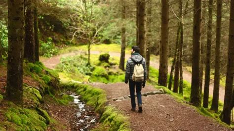 12 Kewajiban Manusia Terhadap Hutan Ambil Aksi Nyata Orami