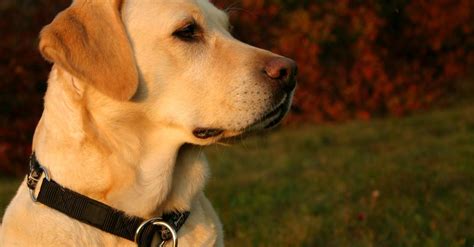 Can Labrador Retrievers Be Guard Dogs Training Tips