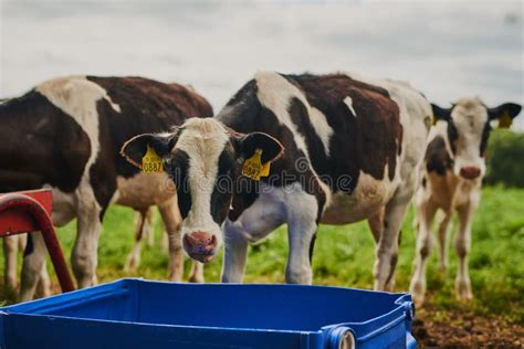 Well Fed Cows Produce The Best Milk Cropped Shot Of A Herd Of Cows