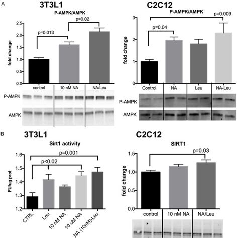 NA Leu Combination Increases AMPK And Sirt1 Activity In Muscle Cells