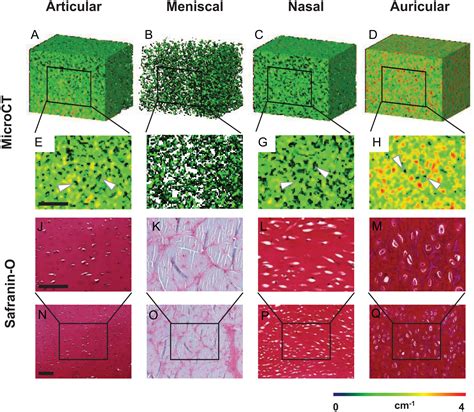 Contrast Enhanced Microcomputed Tomography For 3d Visualization And