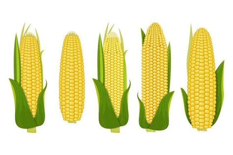 Corn Vector Art Icons And Graphics For Free Download