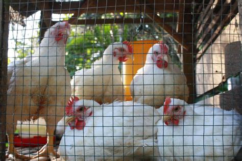 Memelihara Ayam Tanpa Bau Begini Caranya Halaman 1