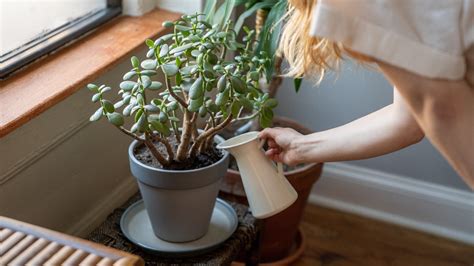 Cómo Regar Tus Plantas De Manera Eficiente Heaven32