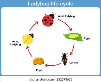 790 Ladybug Life Cycle Images, Stock Photos, and Vectors | Shutterstock