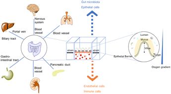 Organoids Organs On A Chip New Frontiers Of Intestinal