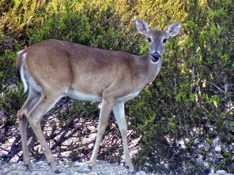 The Deciduous Forest Biome The White Tailed Deer