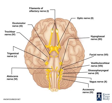 Vagus Nerve Function Location Anatomy And Faqs