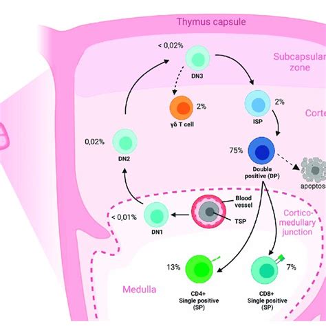 Overview Of T Cell Development In The Human Thymus Cross Section Of An