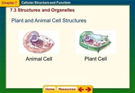 Chapter Cellular Structure And Function Chapter Cell Structures