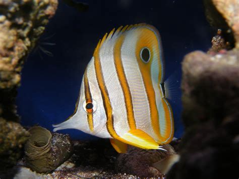 Copper Banded Butterfly Fish Chelmon Rostratus Size Appr Flickr