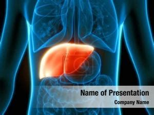 System human circulatory heart anatomy PowerPoint Template - System ...