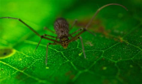 Flickriver Photoset Springtails Philippines By Pbertner