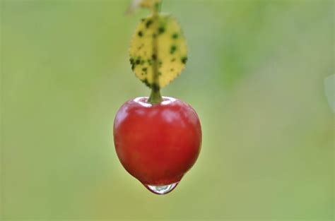 C Mo Sembrar Moras De Castilla Sembrar Plantas