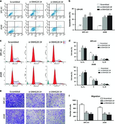 Effect Of SNHG20 On NSCLC Cell Apoptosis Cell Cycle And Migration In