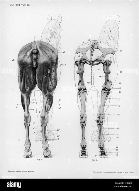 Horse Anatomy Posterior View Stock Photo Alamy