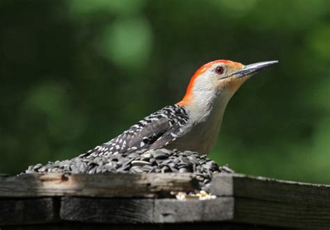 Woodpeckers In Illinois The Species You May Come Across