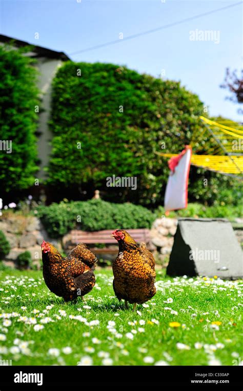 A Pair Of Female Gold Laced Wyandotte Bantams Stock Photo Alamy