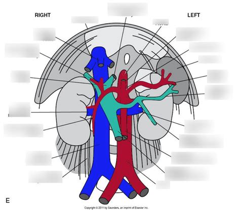 Abdominal Vasculature Layering Diagram Quizlet