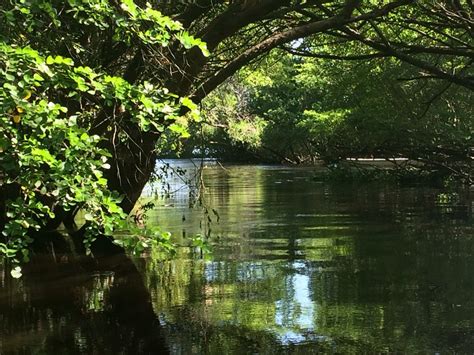 Pantanos De Centla Territorio Majestuoso De Mesoamérica México Ruta Mágica