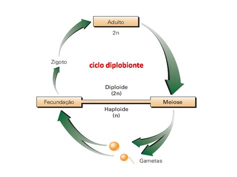 Biologia Ciclos Reprodutivos