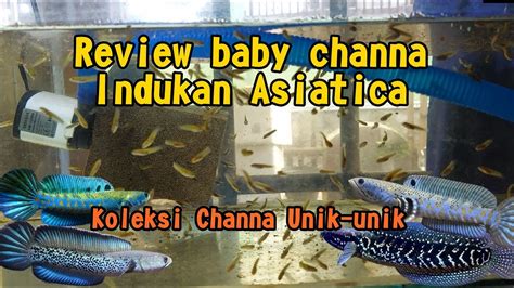 Review Koleksi Channa Unik Dan Review Indukan Channa Asiatica WS YouTube