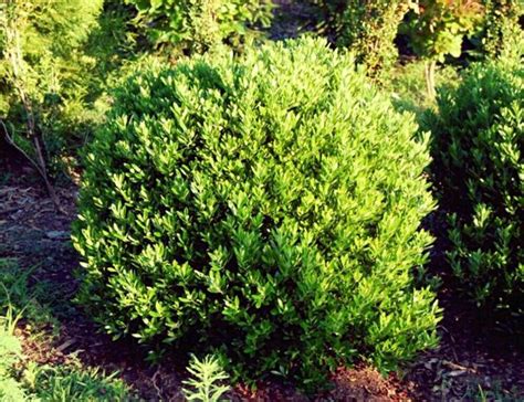 Inkberry 4 6 Tall 4 6 Wide Evergreen No Blooms Plant In Full Sun Or