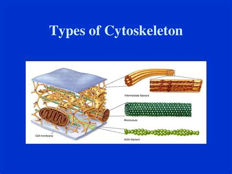 Ch 3 The Molecule Of Cells Ppt Download