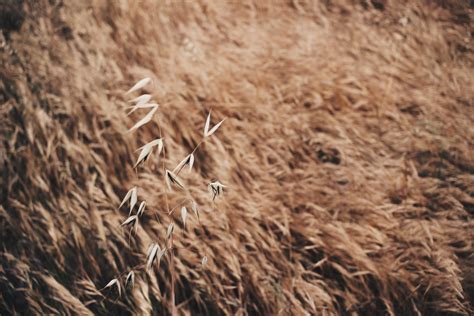 Free Images Nature Sand Branch Plant Field Prairie Leaf Flower