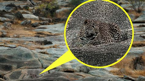 El Leopardo Camuflado En Un Terreno Pedregoso La Foto Que Atrapa A La