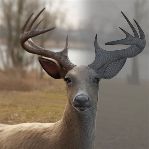 Odocoileus Virginianus The White Tailed Deer CGTrader