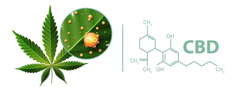 Articulo ¿qué Es El Cbd Propiedades Usos Y Beneficios