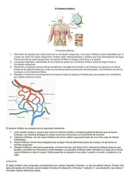 Trabajo Completo El Sistema Linfatico Bioanatomia UDocz