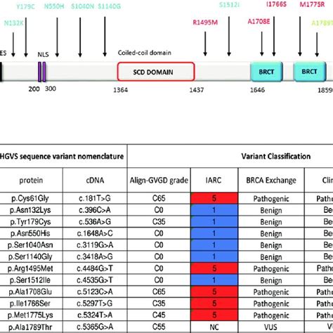 Effect Of Brca Missense Variants On Gr In Cell Cycle Arrested Cells