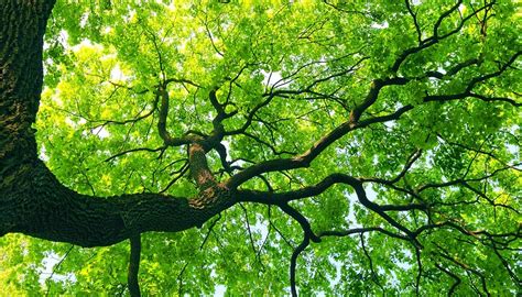Tree Service | Northshore Tree Experts Inc. | Barrie ON 