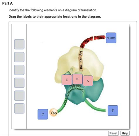 Solved What Is The Direction Of Translation In This Diagr