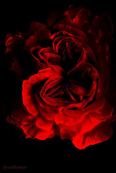 Rojo Sangre Flowery Wallpaper Delicate Flower Rose