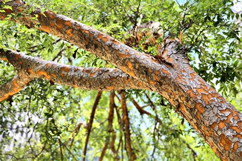Lacebark Elm Tree for Sale - Buying & Growing Guide - Trees.com