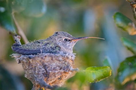 Premium Photo | Baby hummingbird in the nest