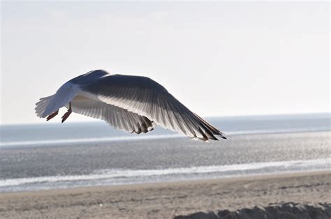 Gull Beach Flight North - Free photo on Pixabay - Pixabay