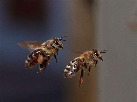 Bees In Flight | Vale & Downland Beekeepers' Association