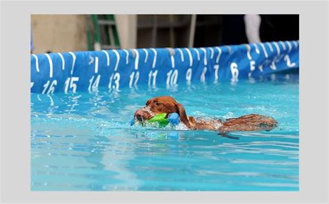 Vizsla's Temperament: A Guide for Prospective Owners