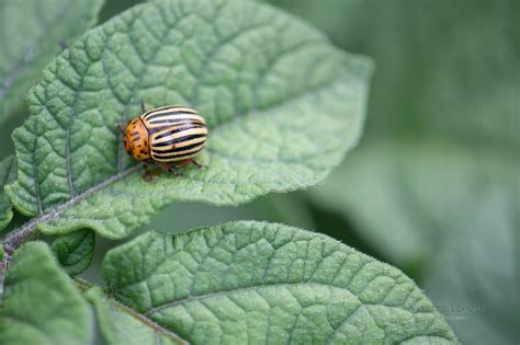 How To Get Rid Of Colorado Potato Beetles Maine Garden Ideas