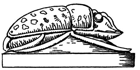 Scarabaeus Side View Clipart Etc